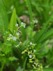 카토리혼(끔혼)