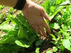 [농사일기] 첫 수확