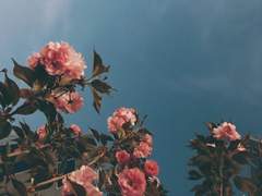 소라쇼바 꽃집의 그 아저씨 下