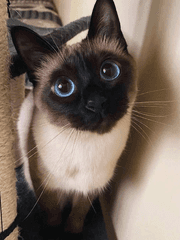 首尔的都市男子