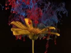 [지사풍사] 탕후루, 친우