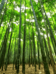 대나무숲 중장편