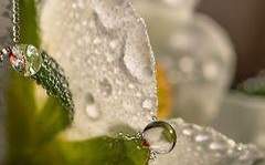 아가타 레몬/XX/센크스