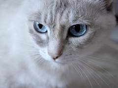 카즈마 에이타/인간/XY