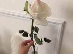 소라쇼바 흰 장미의 아이 上