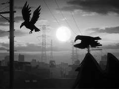 𝑊𝑖𝑙𝑙𝑠𝑜𝑛 𝐹𝑟𝑒𝑒ㅣ외눈박이 까마귀