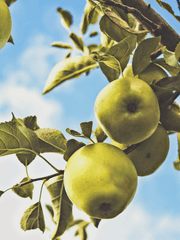 에이프리드 E. 린트벨