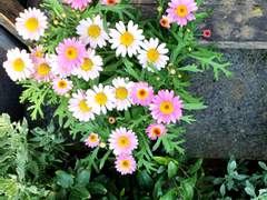 [원피스] 아, 사랑 로시난테