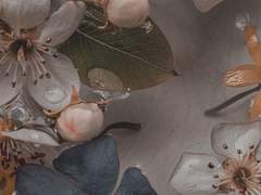 이시와 미즈에 프로필