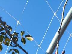 빨간 머리 악동 다람쥐