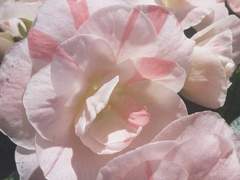 너의 내일이 되게 해줘