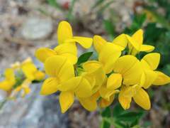 [죠세큐] 메리골드