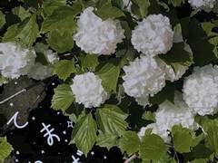 내 봄을 사랑하는 나의 🌳 iPad wallpaper !