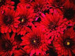 [쿤밤쿤] 상사(相思)의 화(花)-下