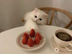 멤버십 오픈 안내