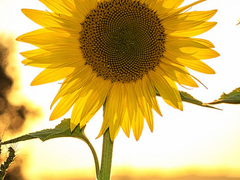 나의 구원, 나의 아저씨(11) (完)