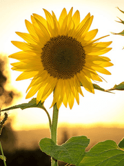 나의 구원, 나의 아저씨