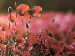 하나조노 사이카 XX 19