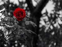 루미너스 아카데미의 마지막 겨울축제!