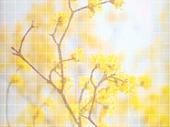 " 그대여! 어찌하여 그리 아름답나요? "