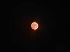 Caroline K.3.5 / X / 8