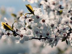 [쿠니쵸기] 꽃의 이름