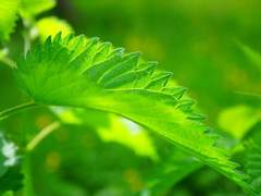 [련중길] 쐐기풀