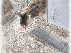 [길냥이 그리기 챌린지] 025 몰래 와서 먹는 삼색이