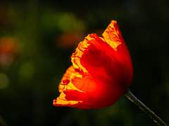 [필리아로제] 불