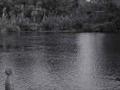 낮게 흐르는 물줄기는 검은 강에 가닿아