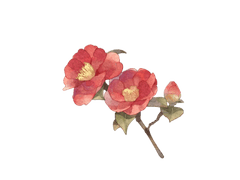 황로 희화 화 F 23