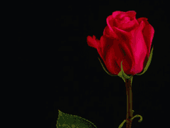 [란미츠] 조역(助役) 一