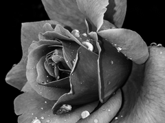 구원자 [ 악마면 어떻고 허상이면 또 어떤가, 이렇게나 아름다운데. ]