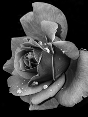 구원자 [ 악마면 어떻고 허상이면 또 어떤가, 이렇게나 아름다운데. ]