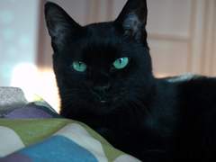 🖤🐍🐈‍⬛💚