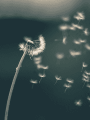 강철의 연금술사 드림