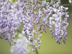 사사메 유에에게