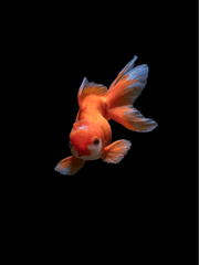 필라멘트 전구 속의 금붕어