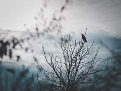 마른 가지엔 새들이