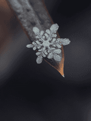 [솔부]氷炭不相容(빙탄불상용)