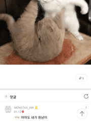 아마도 내가 흰냥이