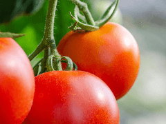 [파렐 C. 바커 / 남성 / 백작]