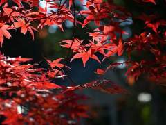 [나노바나 모미지/XX/1]