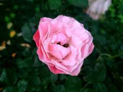 그것은 고통스러운 감정