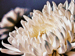 蕭 紅龍/이그니스