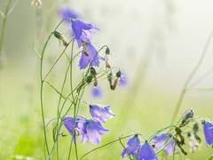 아마츄어와 프로, 같은 곡인데 어떻게 다를까?