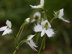 Habenaria Radiata