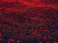 /헤스터 W. 딤스데일/xx/남작/