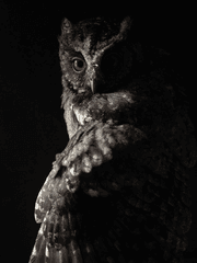 생각하는 부엉이