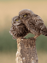 감상하는 부엉이